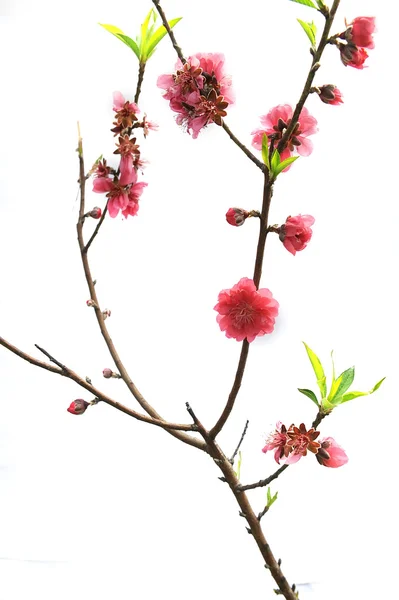 Pink blossoms — Stock Photo, Image