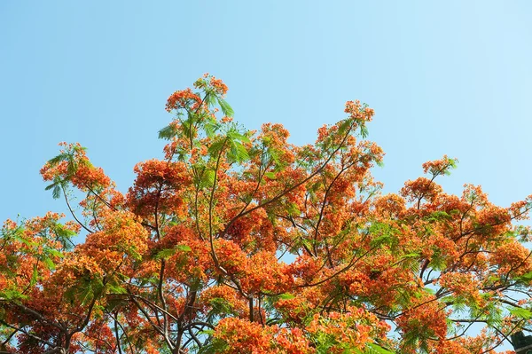 ホウオウボクの木に孔雀花 — ストック写真