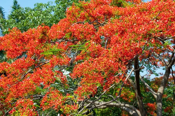 Peacock flowers on poinciana tree — Stock Photo, Image