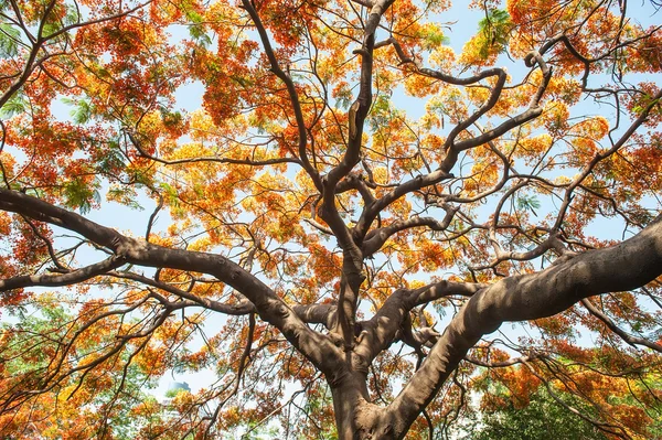 Flores de pavão na árvore poinciana — Fotografia de Stock