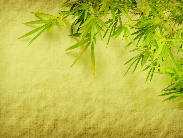 Bamboe op oude grunge papier textuur achtergrond — Stockfoto