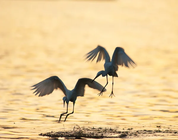 White Egret on a lagoon — Stock Photo, Image