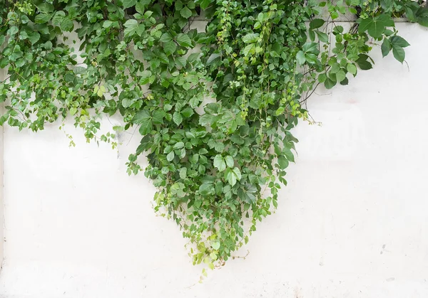 Ivy leaves isolated on a white background — Stock Photo, Image