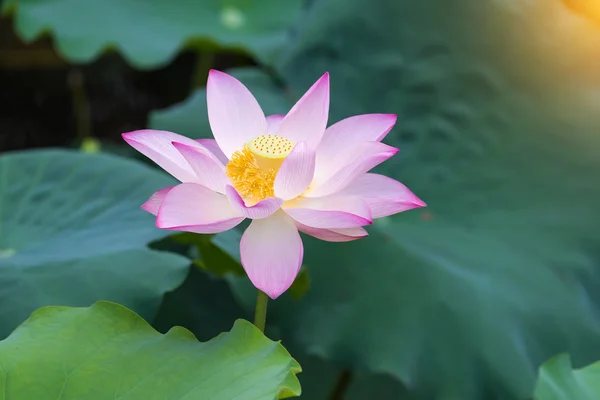 開花蓮の花 — ストック写真