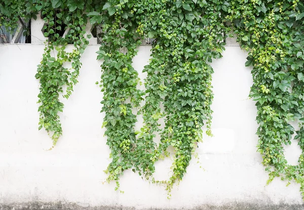 Folhas de hera isoladas em um fundo branco — Fotografia de Stock