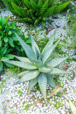 Aloe Vera seradaki dekoratif bir çiçek tarhında
