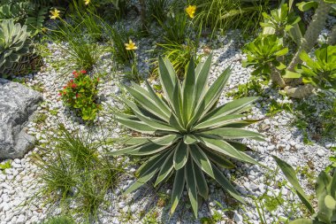 Seradaki dekoratif bir çiçek tarhının yaprakları.