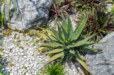 Aloe Vera seradaki dekoratif bir çiçek tarhında