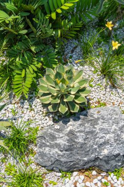 Seradaki dekoratif bir çiçek tarhının yaprakları.