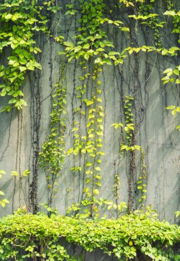 Sarmaşık Sarmaşığı renkli yapraklar bir evin duvarında