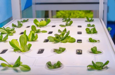 Organik hidroponik Brassica chinensis sebze Led Light Kapalı çiftlik, Tarım Teknolojisi ile büyümek