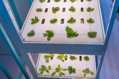 Organik hidroponik Brassica chinensis sebze Led Light Kapalı çiftlik, Tarım Teknolojisi ile büyümek