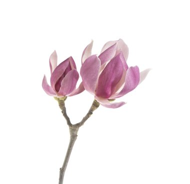 Beyaz arkaplanda izole edilmiş pembe manolya çiçeği bahar dalı