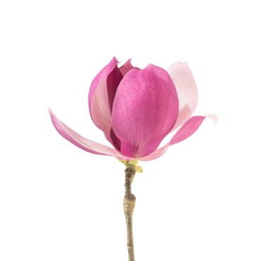 Beyaz arkaplanda izole edilmiş pembe manolya çiçeği bahar dalı