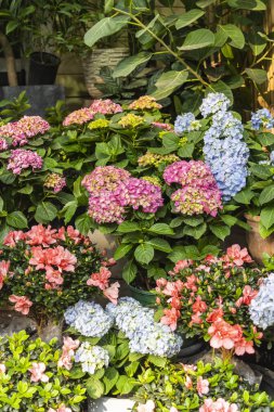 Bahçede canlı ortanca çiçekleri açıyor.