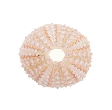 Beyaz arka plan üzerinde izole deniz kestanesi kabuğu