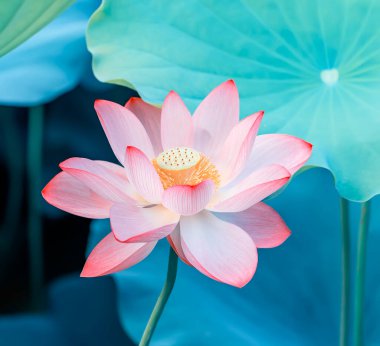 Nilüfer ya da sulu çiçek gölette