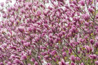 Manolya ve çiğ damlaları baharda çiçek açar.
