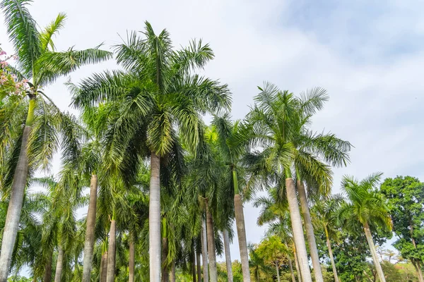 Güneş ışığında yeşil palmiye yaprağı