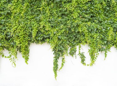 Duvar kağıdı için duvardaki sarmaşık yaprakları