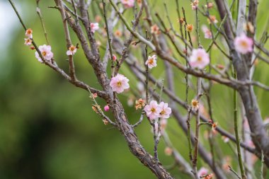 Bahçede pembe erik çiçeği