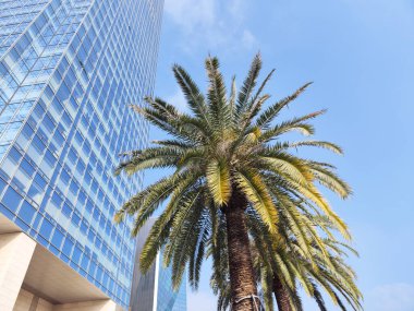 Mavi bir gökyüzü palmiye ağacı ile binalarda bitti