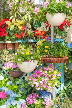 Bahçedeki çitlerde asılı renkli çiçekler