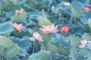 Nilüfer çiçeği yazın gölette açar