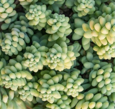 Minyatür sulu bitkiler bahçede süslenir.