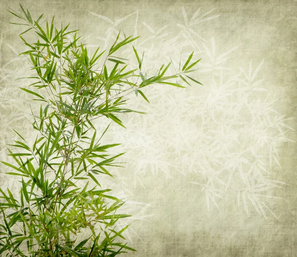 Bamboo on old grunge paper texture background — Stock Photo, Image