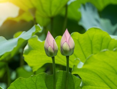 çiçek açan lotus çiçeği