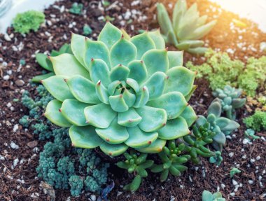  minyatür etli bitkiler