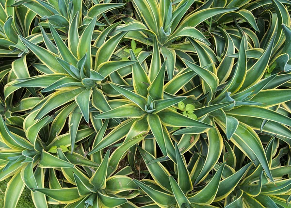 Sharp pointed agave plant leaves — Stock Photo, Image