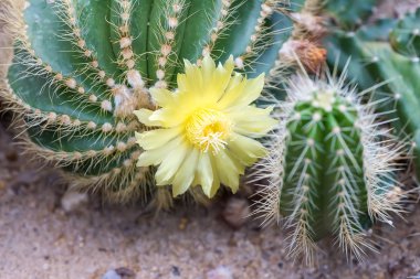 kaktüs yakın çekim