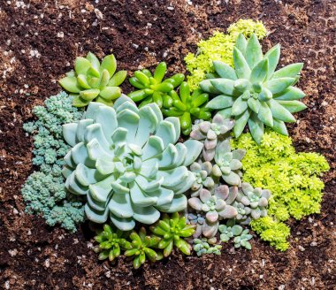  minyatür etli bitkiler