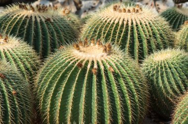 kaktüs yakın çekim