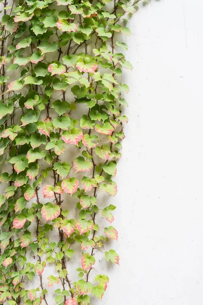 Murgröna blad isolerad på en vit bakgrund — Stockfoto