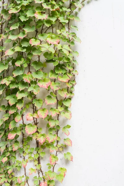 Feuilles de lierre isolées sur un fond blanc — Photo