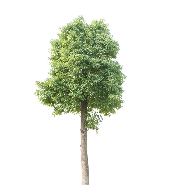 Un albero vegetale — Foto Stock