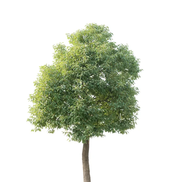 En plantera träd — Stockfoto