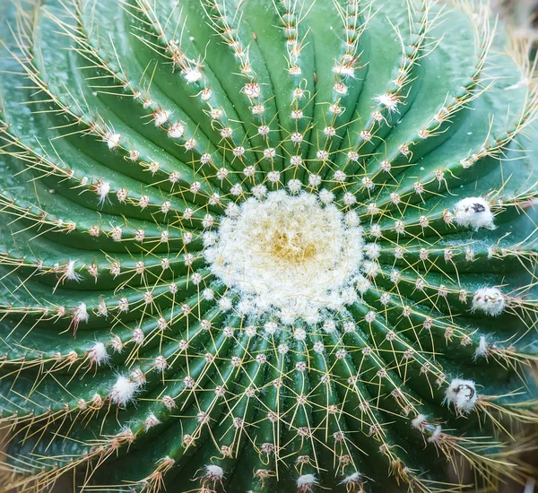 Cactus de perto — Fotografia de Stock