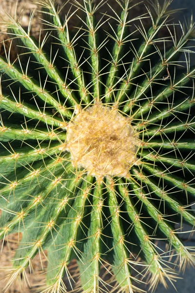 Cactus en gros plan — Photo