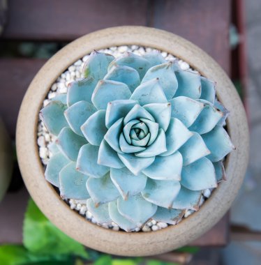 Succulents dikdörtgen düzenlenmesi; kaktüs succulents bir pl