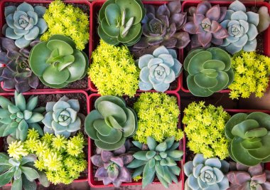 Succulents dikdörtgen düzenlenmesi; kaktüs succulents bir pl