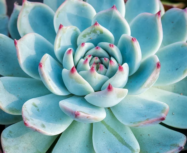 Piante succulente in miniatura — Foto Stock