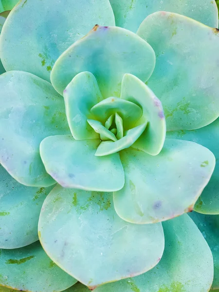 Piante succulente in miniatura — Foto Stock