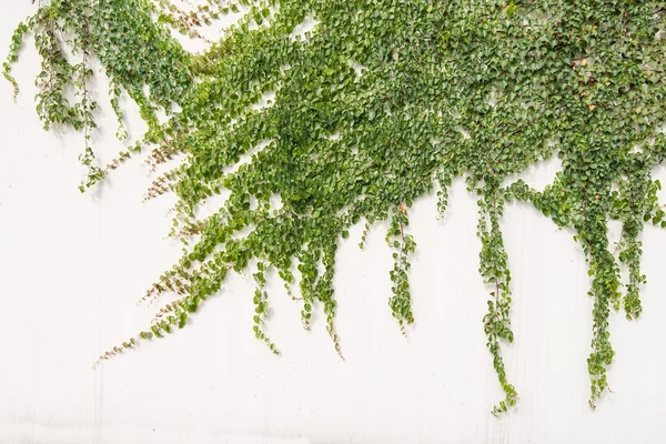 Ivy leaves isolated on a white background — Stock Photo, Image