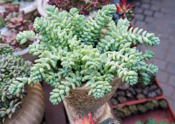 Disposición rectangular de suculentas; suculentas de cactus en una pl — Foto de Stock