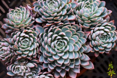  minyatür etli bitkiler