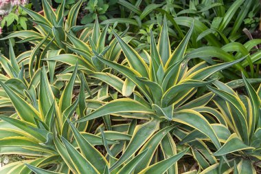 Sivri uçlu ağaç yaprakları.